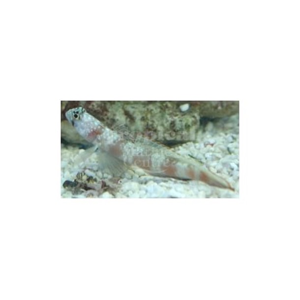 Paradise Shrimp Goby