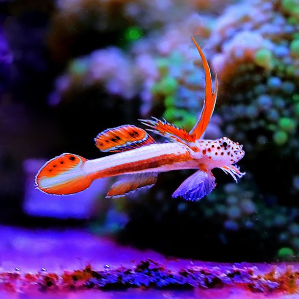 Hi Fin Nano Goby