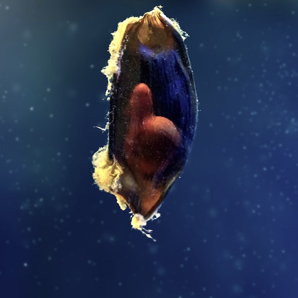 Bamboo Shark Egg