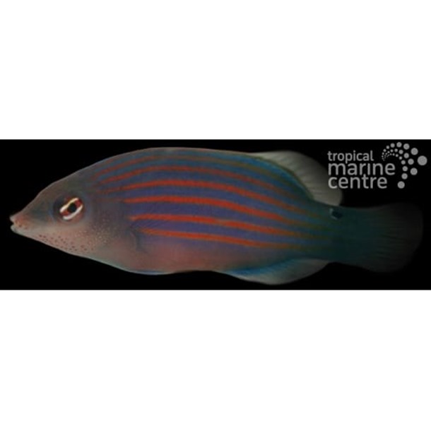 Sixline Lined Wrasse