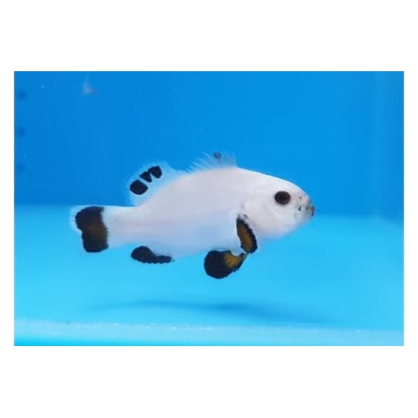 Snow Storm Plasma Clownfish