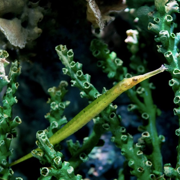Crocodile Pipefish