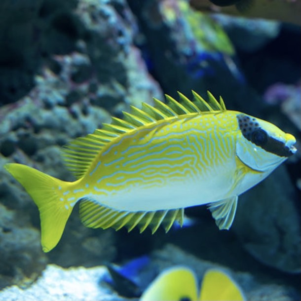 Blue Line Rabbitfish