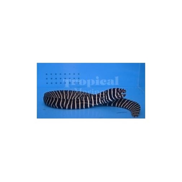 Zebra Moray Eel