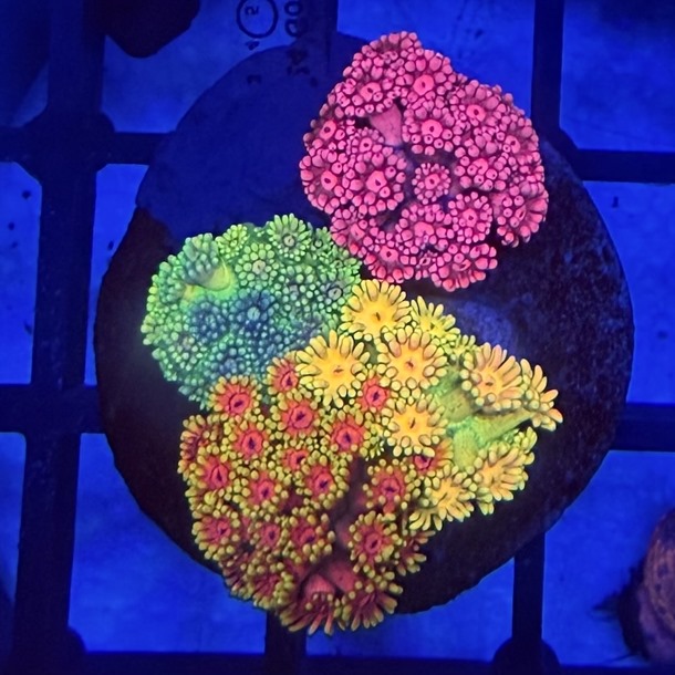 Goniopora Garden