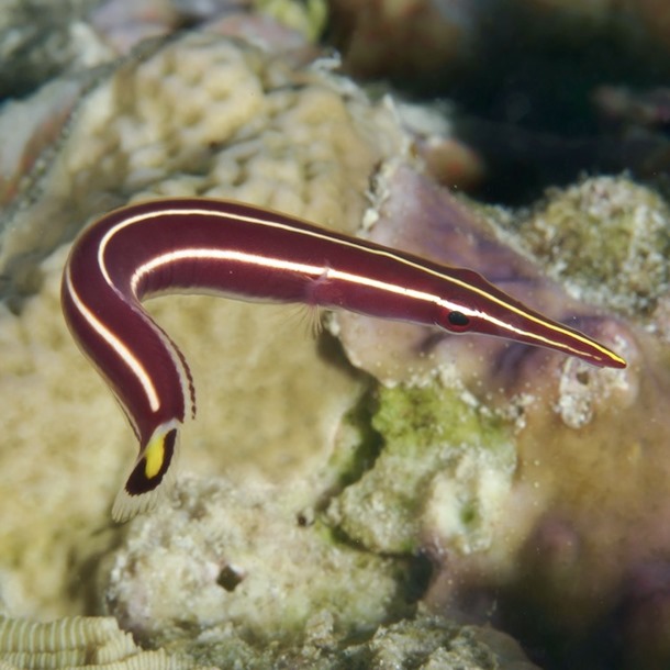 Clingfish