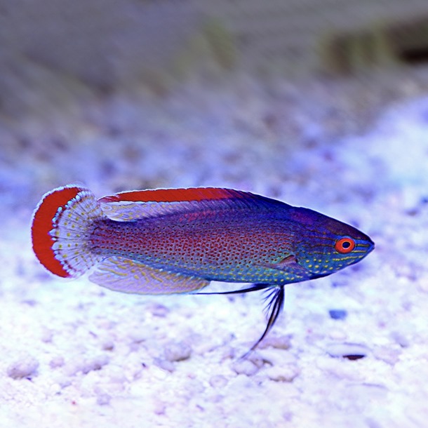 Pink Margined Fairy Wrasse