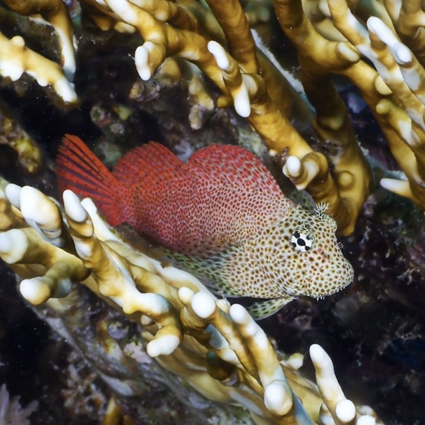 Leopard Blenny