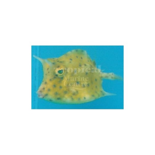 Scrawled Cowfish