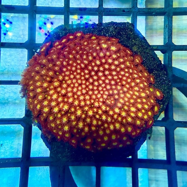 Ultra Red Goniopora Frags