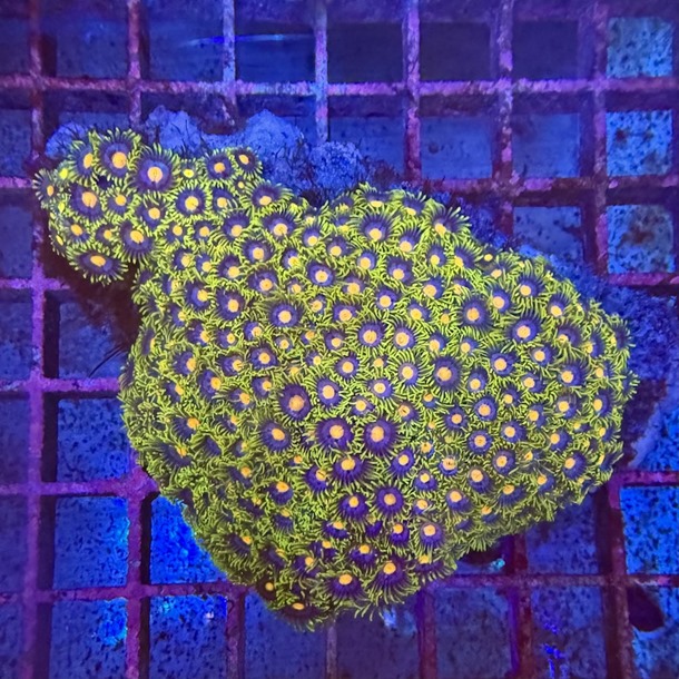 Enfys Zoa Colony