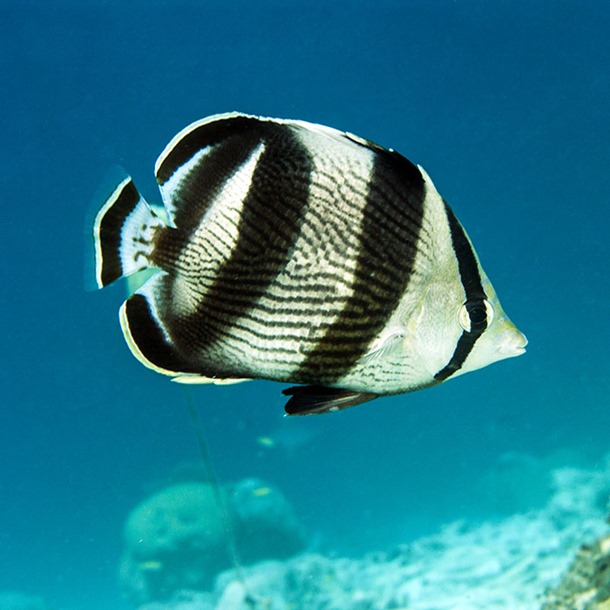 Banded Butterflyfish