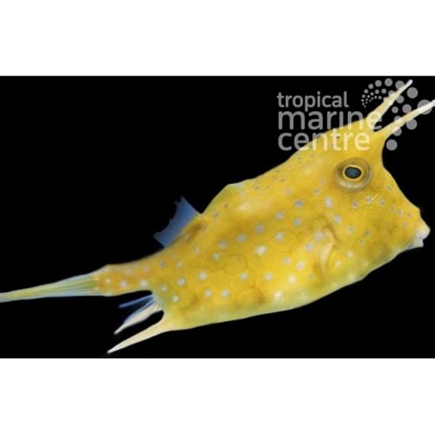 Longhorn Cowfish