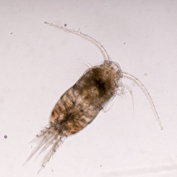 Live Copepods – 80ml