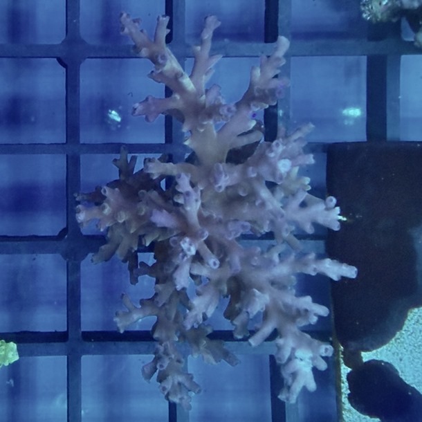 Ice Fire Acropora