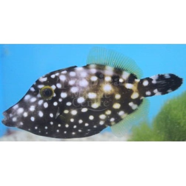 Clown Filefish