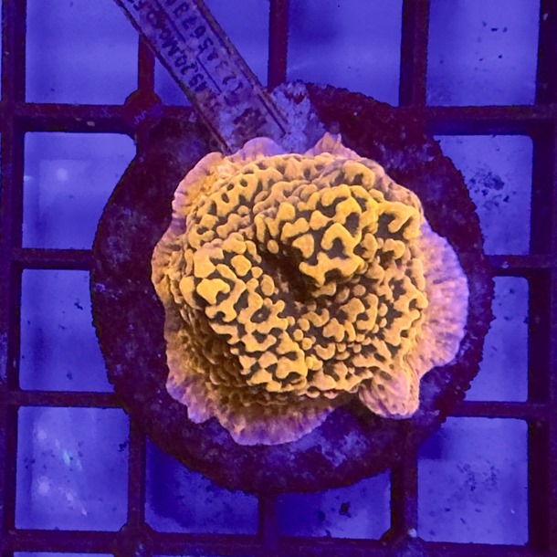 Montipora Colony