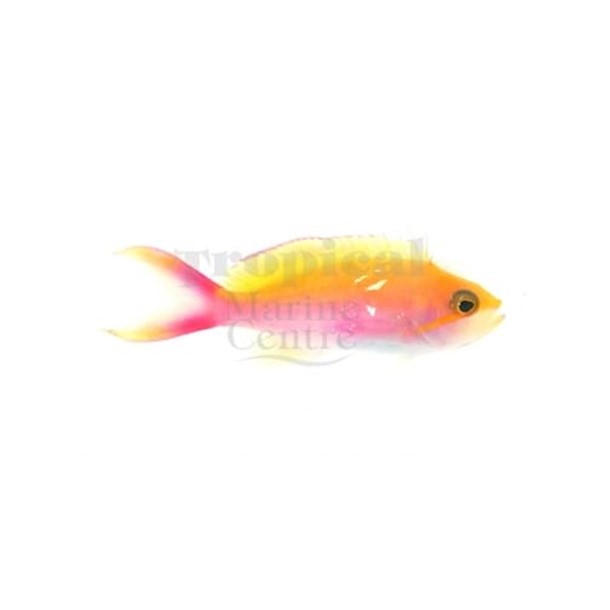 Bicolour Anthias