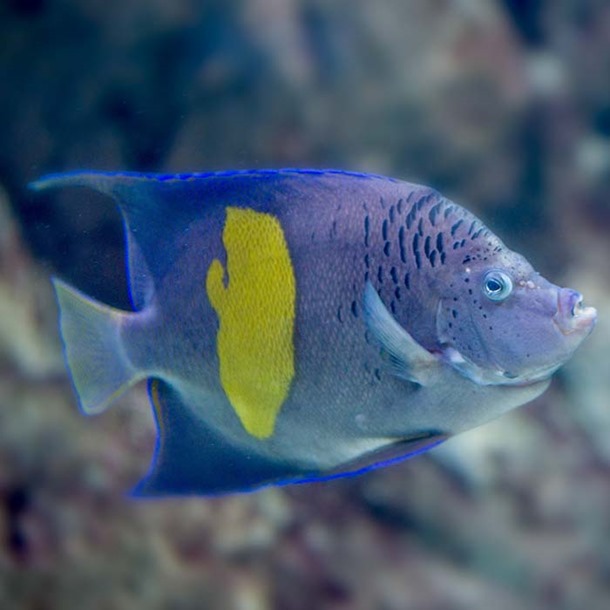 Purple Moon Angel Fish