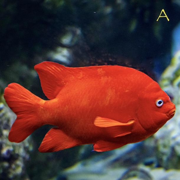 Garibaldi Damsel