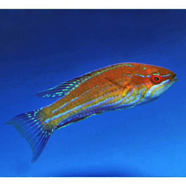 Royal Flasher Wrasse