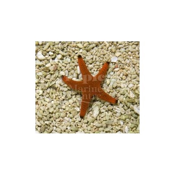 Red Starfish