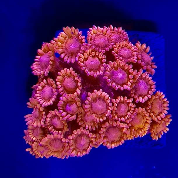 Red Goniopora Frag