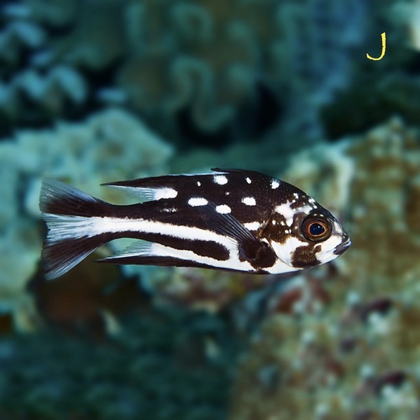 Longfin Snapper