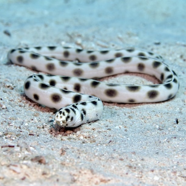 Spotted Snake Eel