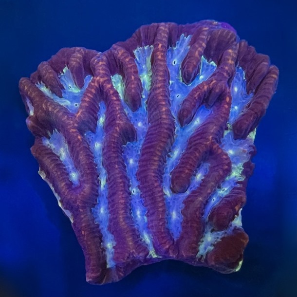 Sky Blue Maze Coral