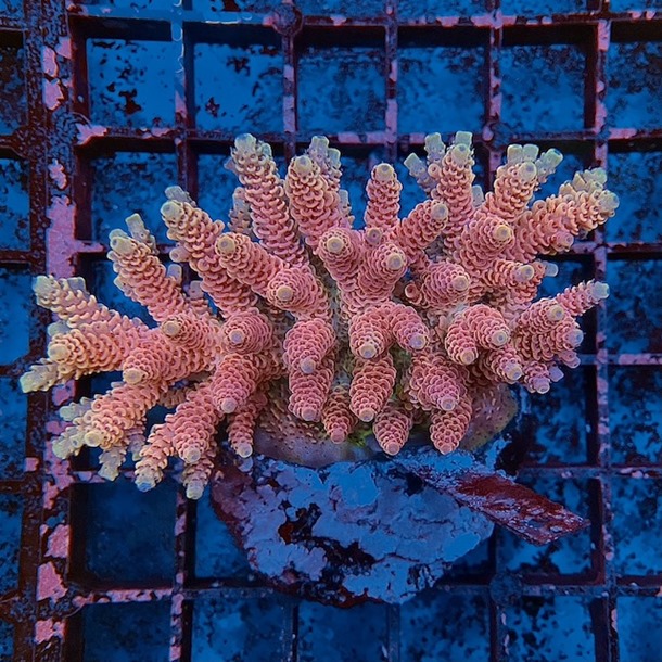 Acropora Colony