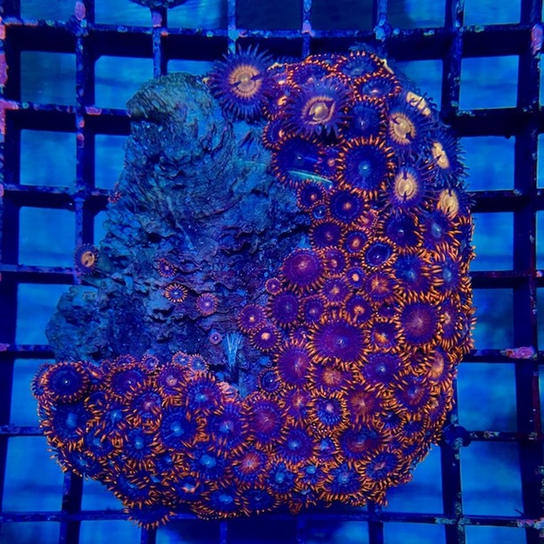 Fire and Ice Zoa Colony