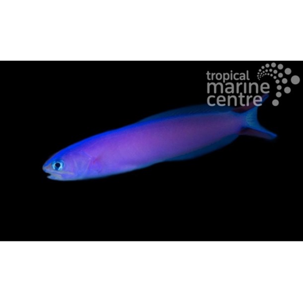 Purple Tilefish