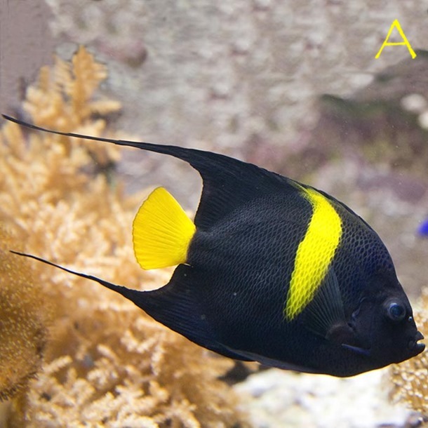 Asfur Angel Fish