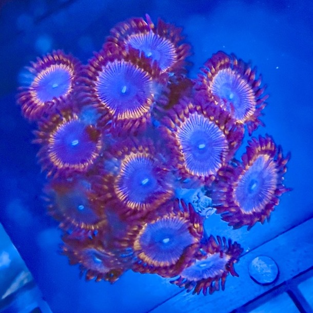 Spiderman Zoa Frag