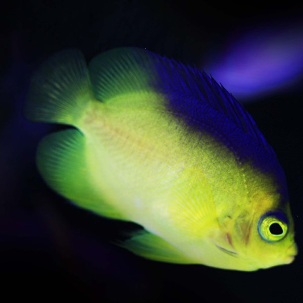 Colins Dwarf Angel Fish