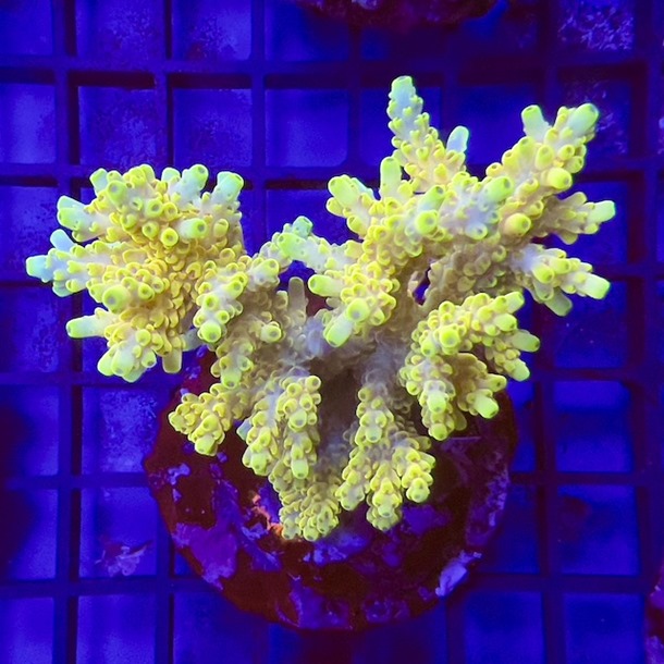 Acropora Colony