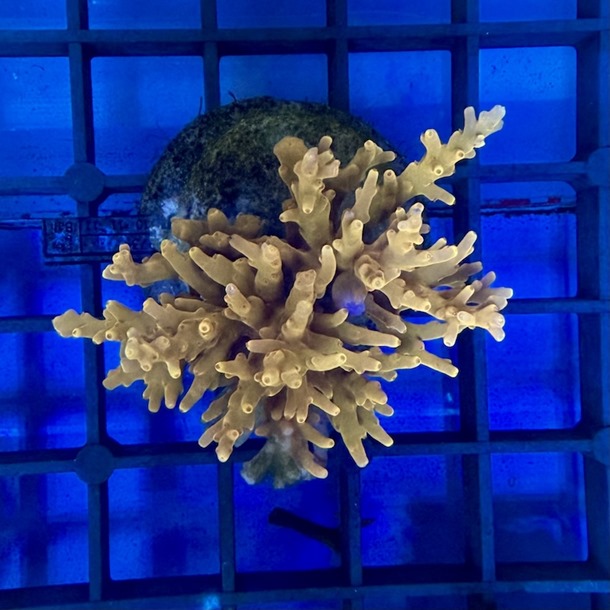 Acropora Colony