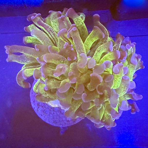 Reverse Two Tone Hammer Frag