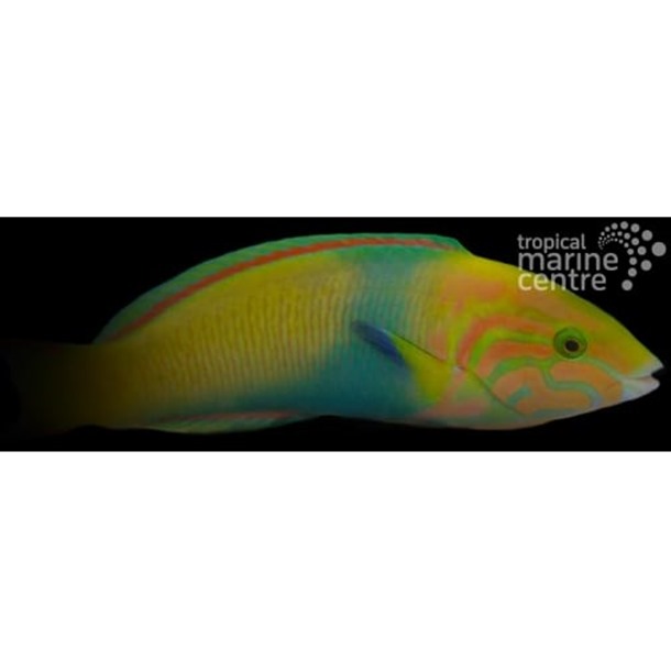 Sunset Banana Wrasse