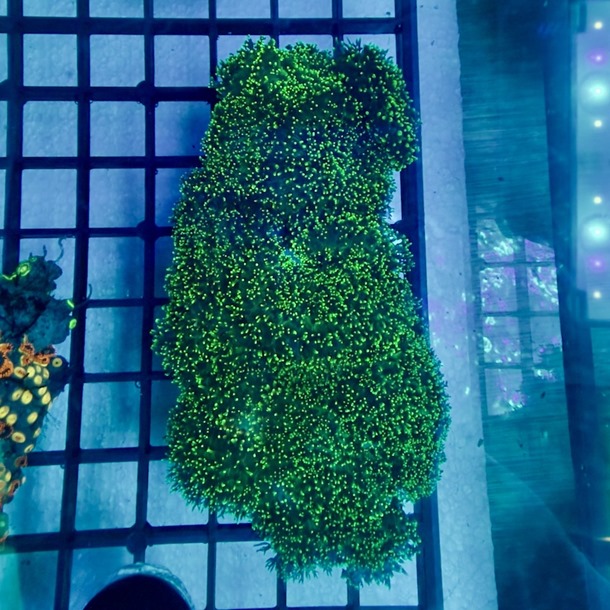 Green Super Hairy Mushroom Colony