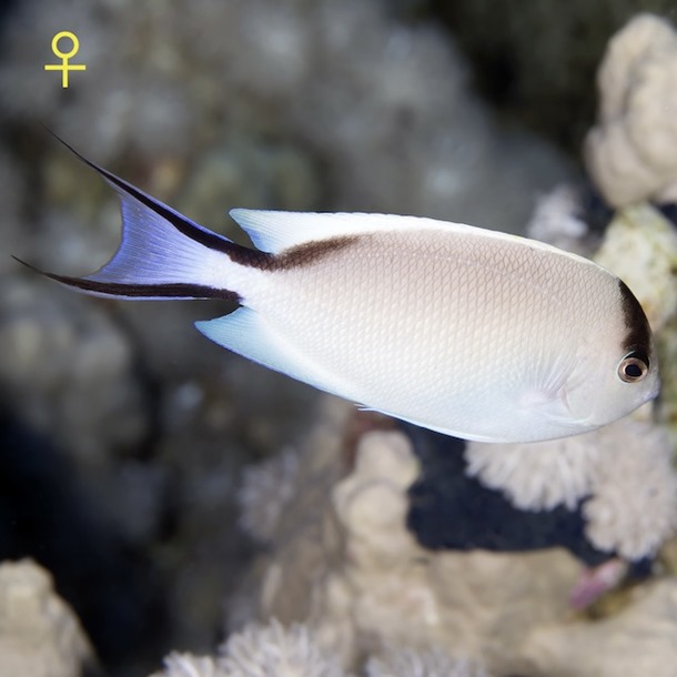 Zebra Lyretail Angel Fish