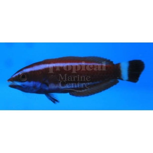 Chiseltooth Wrasse