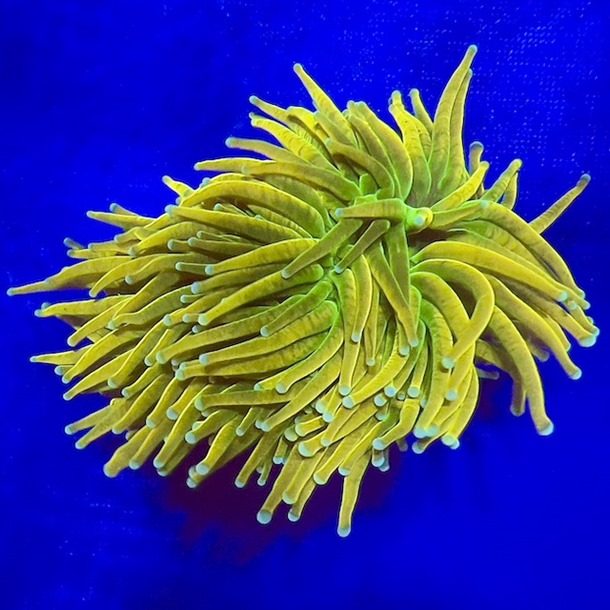 Holy Grail Torch Frag
