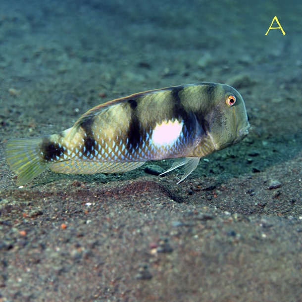 Blue Razor Wrasse