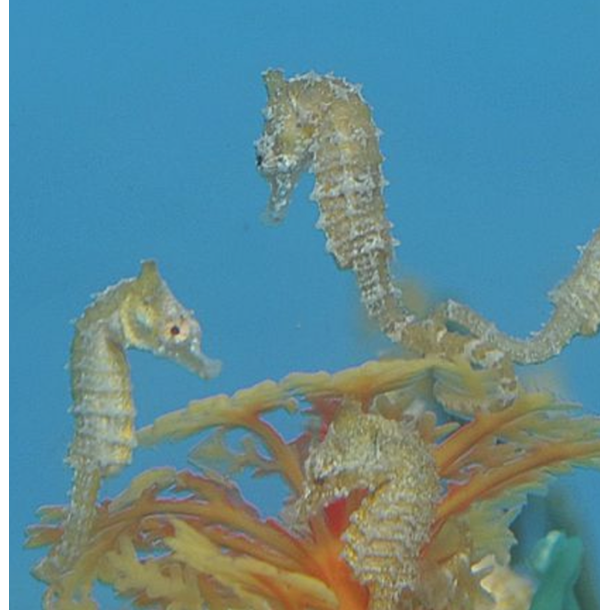 Dwarf Seahorse