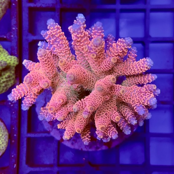 Ultra Acro Colony
