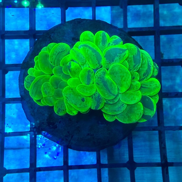 Ultra Green Bubble Coral