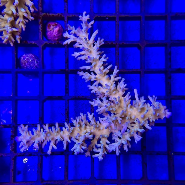 Ice Fire Acropora
