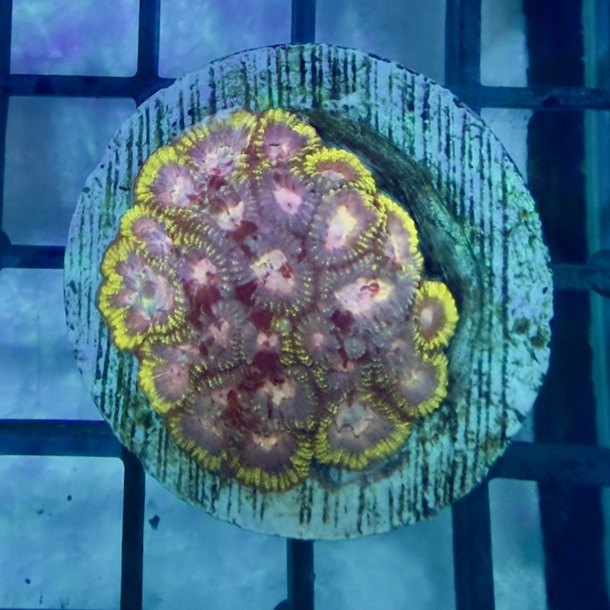Tranquility Favia Frag
